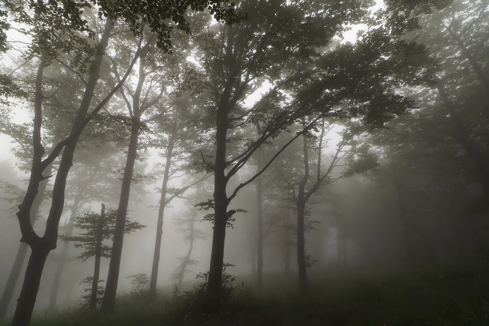 Bosco nella nebbia nel Parco naturale regionale del Beigua