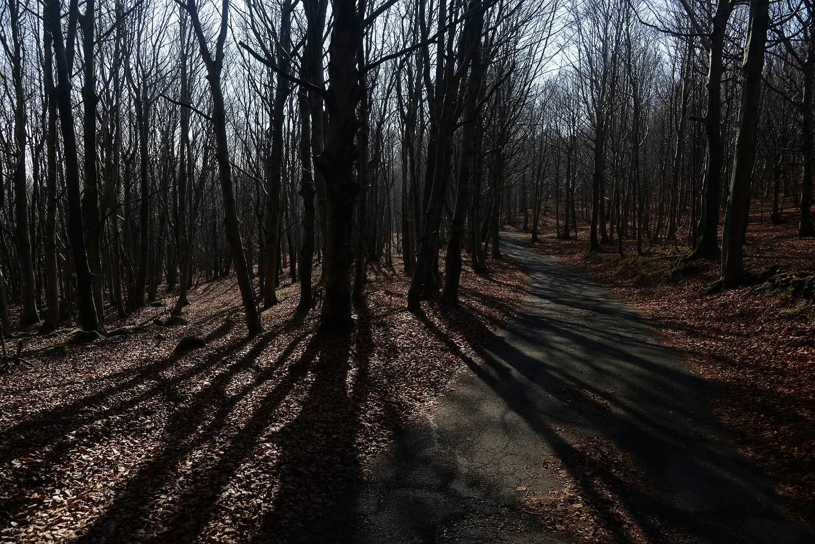Faggeta in controluce sul Monte Beigua, con le ombre lunghe sul sentiero